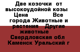 Две козочки  от высокоудойной козы › Цена ­ 20 000 - Все города Животные и растения » Другие животные   . Свердловская обл.,Каменск-Уральский г.